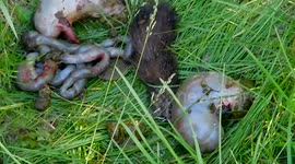 My Alaskan Malamute Pinga Caught Eating Dead Remains