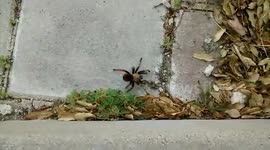 Absolute creepy-crawlie! Tarantula climbs out of woman's shoe then stalks off