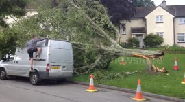 Tree fallen onto van in Cornwall