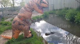 Newsflare Edit - 'Movie star' alligator vs man in T-rex costume