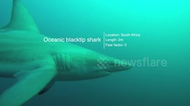 Top 6 SHARK ENCOUNTERS