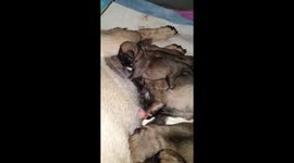 Newborn pug puppies having their dinner