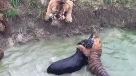 Tigers given live donkey to feed on in zoo enclosure