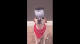 Dog balances Fidget Spinner on a Ball on his Head!