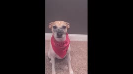 Dog Balances Fidget Spinner on Nose