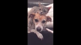 Dog and Cat are Best Buds and Snuggle