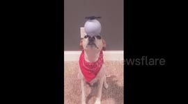 Dog displays incredible fidget spinner tricks