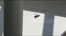 Giant Flying Ant on Patio outside