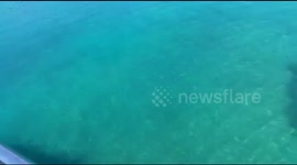 Tropical Fish Feeding time at Sea