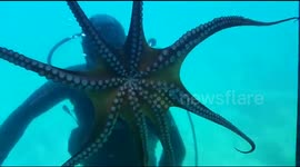 Squid sea life up close of the animal