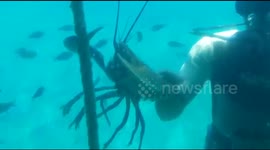 Lobster and Tropical Fish at sea