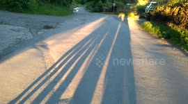 Shadows on an evening walk.