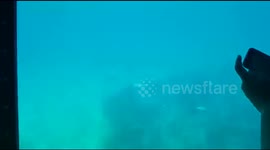Tropical Fish at sea swim in ocean