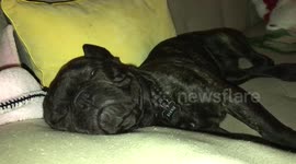 Puppy snores heavily while watching House of Cards