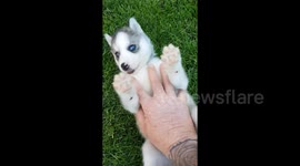 This tiny husky puppy is a whole new level of cute