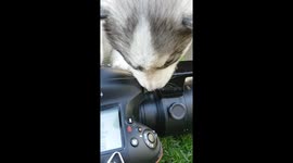 Puppies find the camera too interesting.