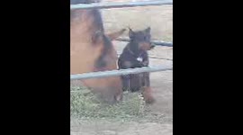 Doberman and horse sharing a meal.