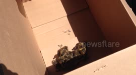 Duckling Rescue Video 1