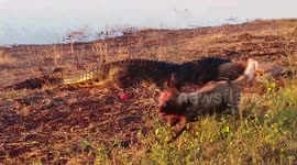 Huge crocodile steals wild dogs' kill in Botswana