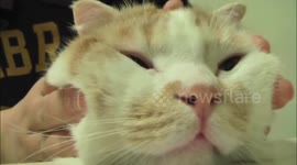 Cat loves face massage