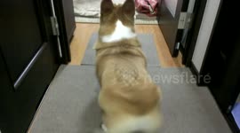 World's first twerking corgi