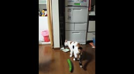 Cat gets fright of its life when it sees cucumber