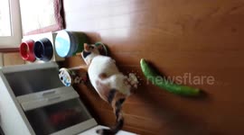 Cat VS Cucumber AGAIN