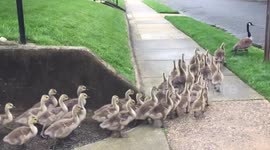 Mass gathering of baby geese