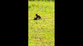 These baby foxes playing is truly adorable