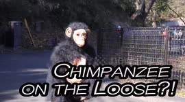 Chimpanzee on the loose