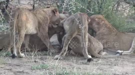 Tension builds as lions 'fight' over warthog kill