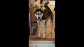 Husky argues with mom