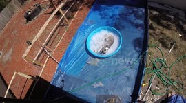 Husky Plays in a Pool Filled with ICE