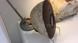 Design student creats speakers out of MUSHROOMS