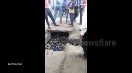 Man tries to unblock a drain and pulls out a COW