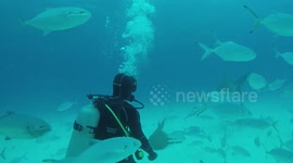 Huge hammerhead shark 'dances' with diver