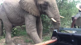 Extremely close encounter with elephants