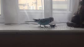 Just a silly bird playing with a spider