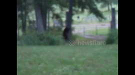 A courageous Pomeranian Chihuahua and friend take on a Bear