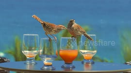 Birds drinking alcohol