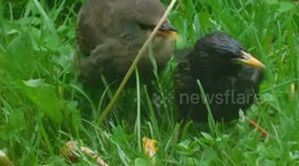 Baby Starling More Please