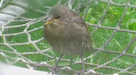 Baby Starling Knows What it Wants