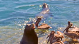 Pelicans stealing food from 2 Sea Lions