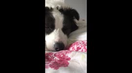 Dreaming dog