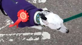 Dog wears rosette on the way to the polling station