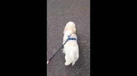 we're off and eager ???? #dogsatpollingstations https://t.co/fSvzpBhj34