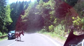 Car hits galloping horse