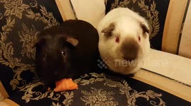 Cute Guinea Pigs - 'when you realise you should have ordered an appetiser'