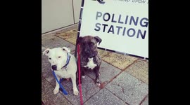 Gordon and Mookie at the polling station.