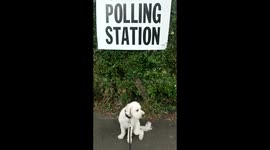 Bowie the cockapoo goes to polling station with owner